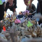 workshop konservasi terumbu karang pulau pramuka