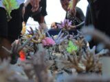 workshop konservasi terumbu karang pulau pramuka
