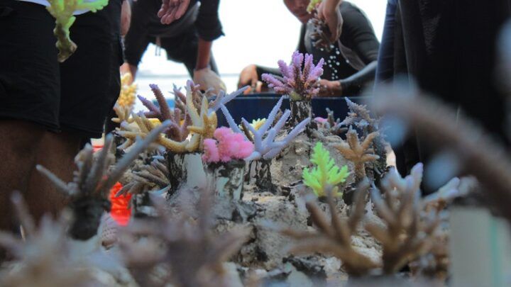 Pulau Pramuka Kepulauan Seribu Hadirkan Workshop Edukatif dan Konservasi Terumbu Karang