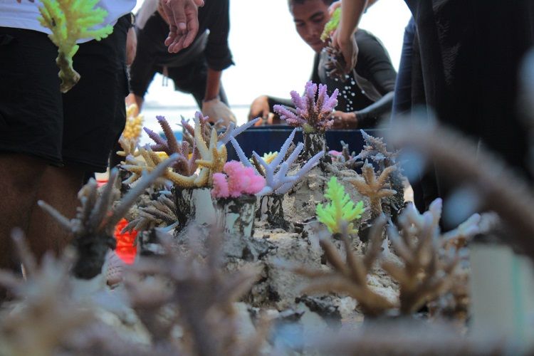 Pulau Pramuka Kepulauan Seribu Hadirkan Workshop Edukatif dan Konservasi Terumbu Karang